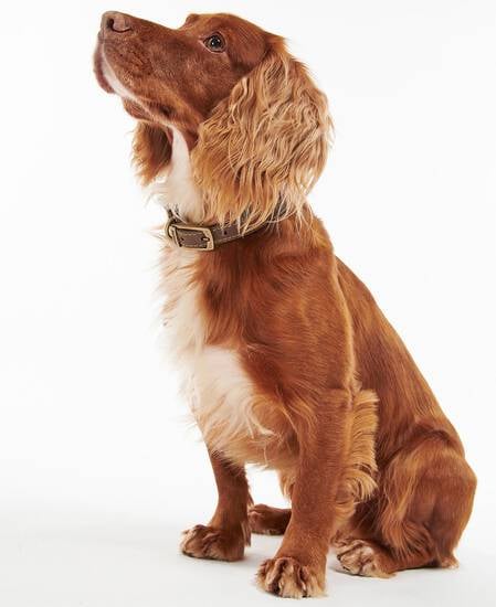 Leather Dog Collar Classic Brown