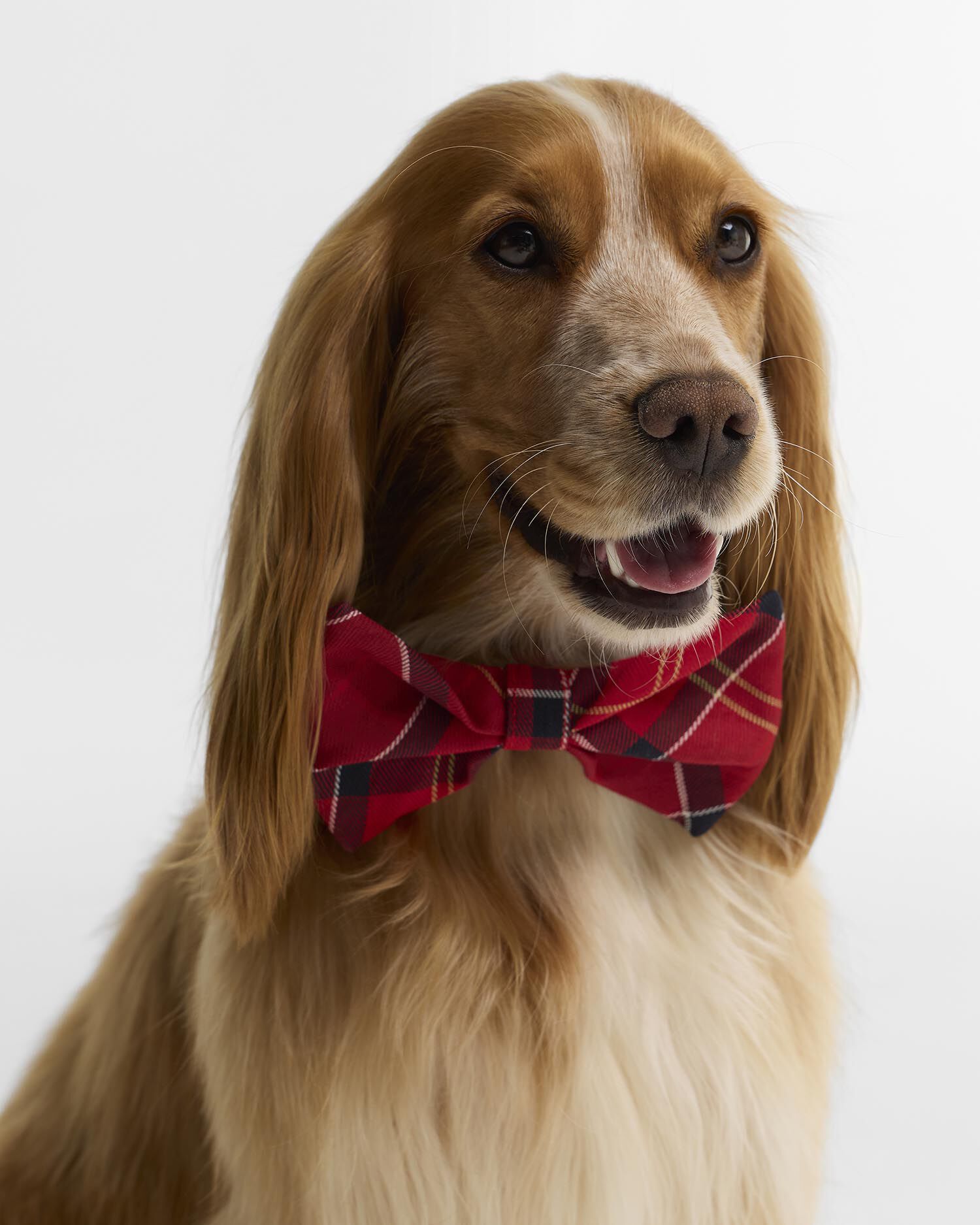 Tartan Dog Bow Tie Cardinal Tartan