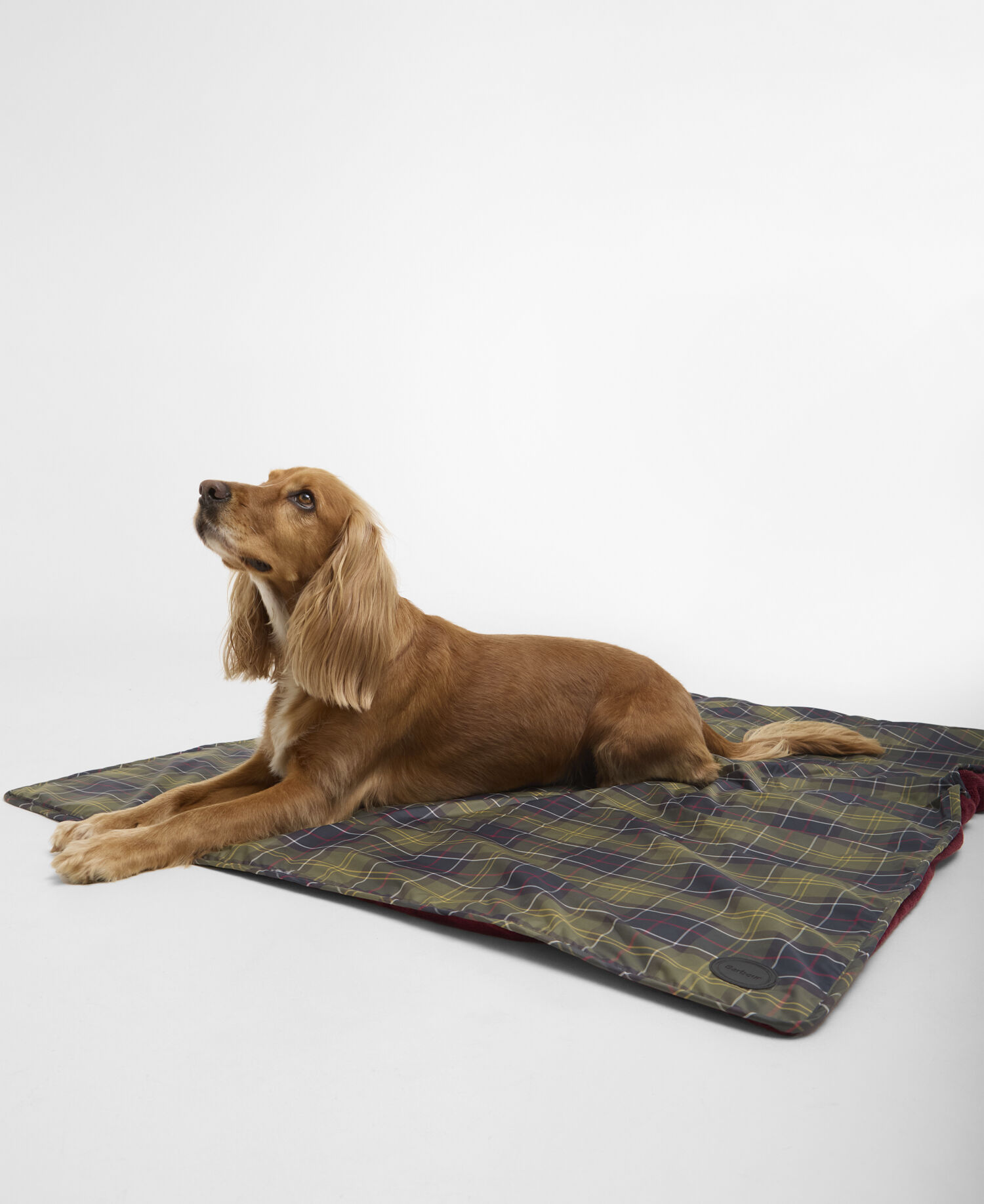 Barbour | Dogs