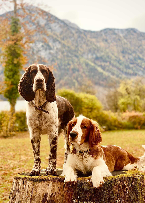 Barbour Dogs