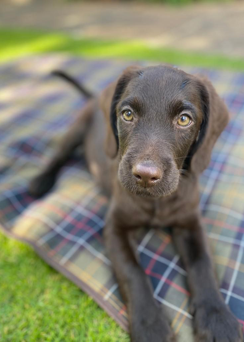 Barbour Dogs