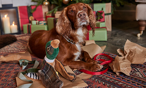 Background Image for Barbour Accessories for Dogs