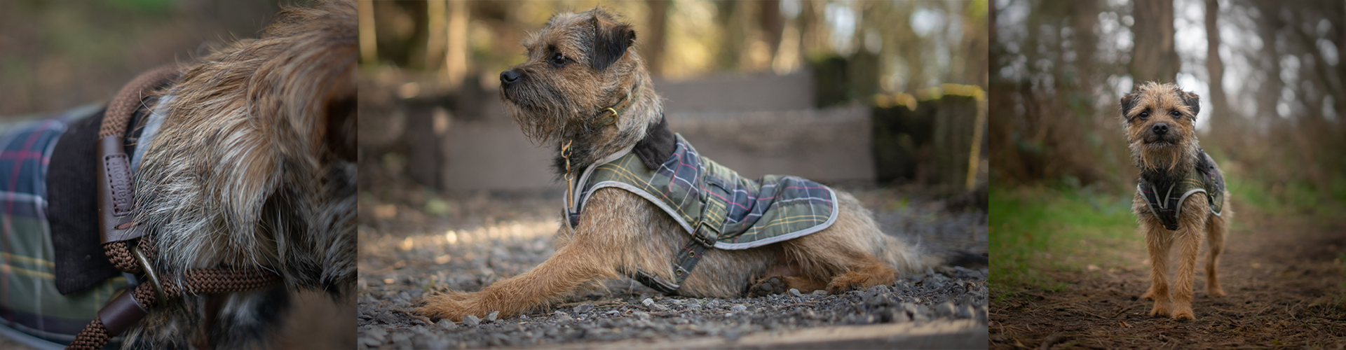Barbour Dogs Adventures: Introducing Bryn