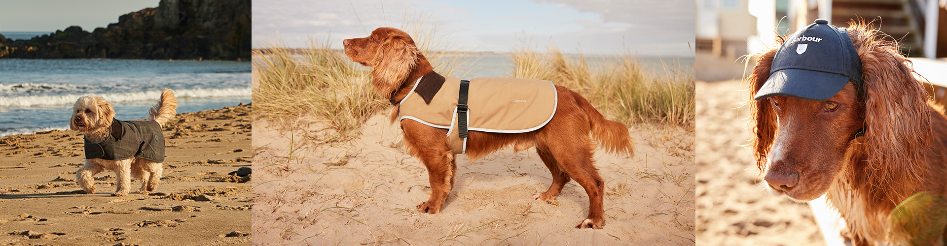 What to Pack for a Dogs Holiday this Summer