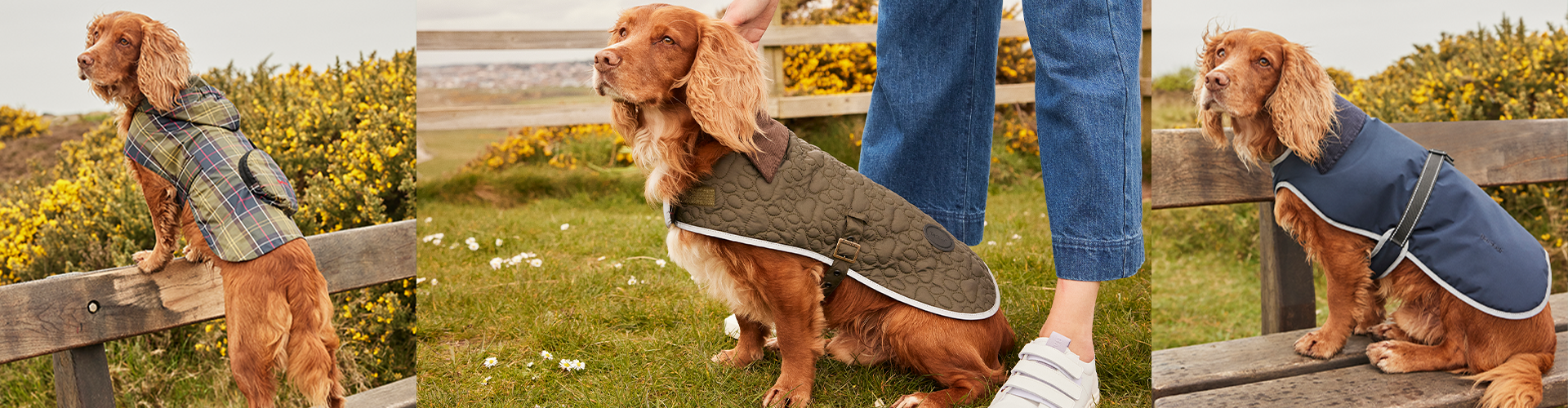 Dog in jacket 