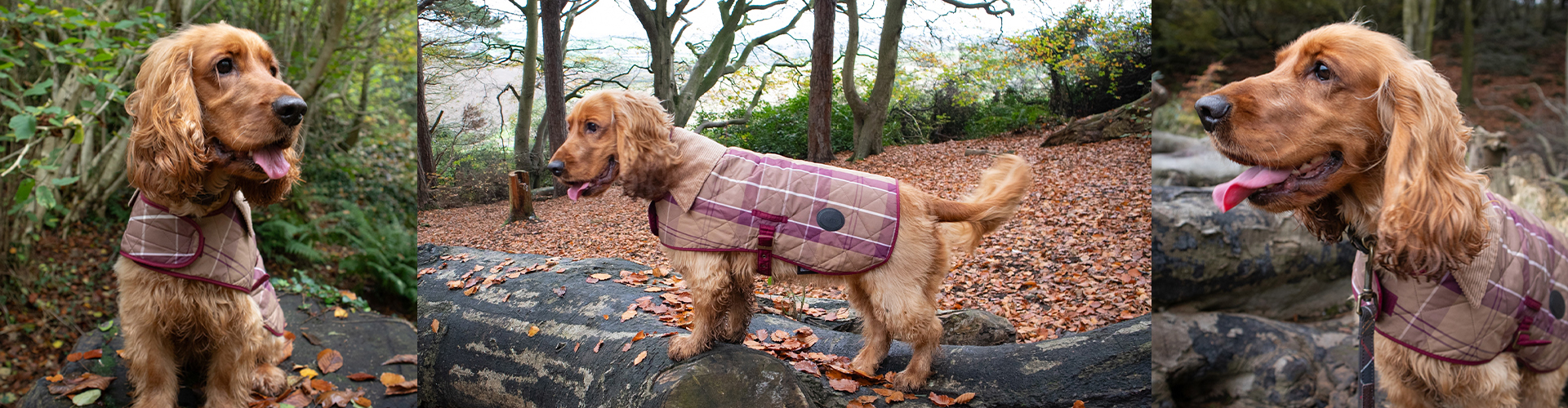 Barbour Dogs Adventures: Introducing Lady 