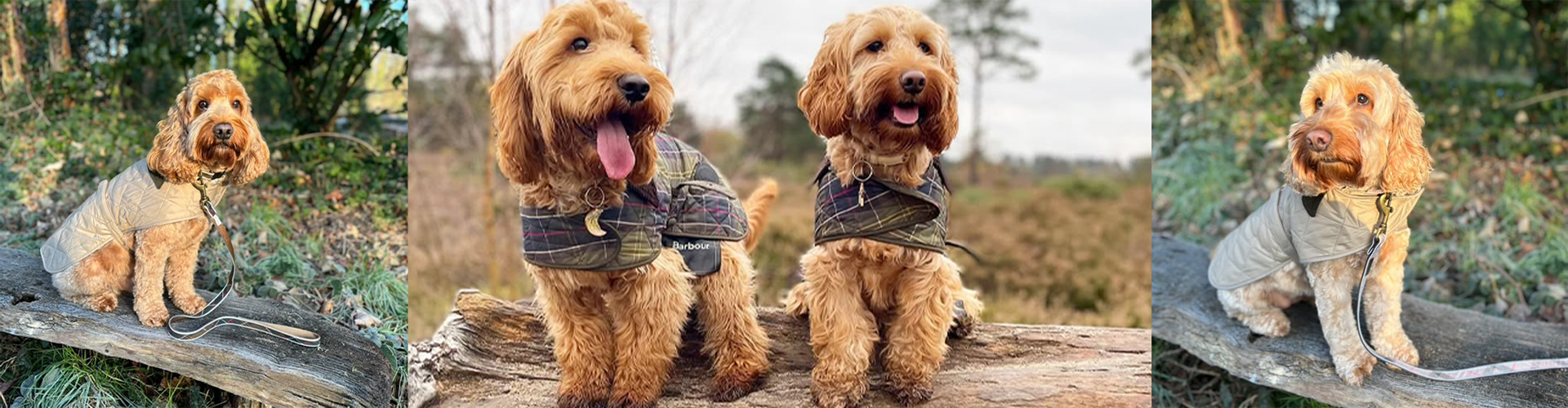 Barbour Dogs Adventures: Minnie and Walt 