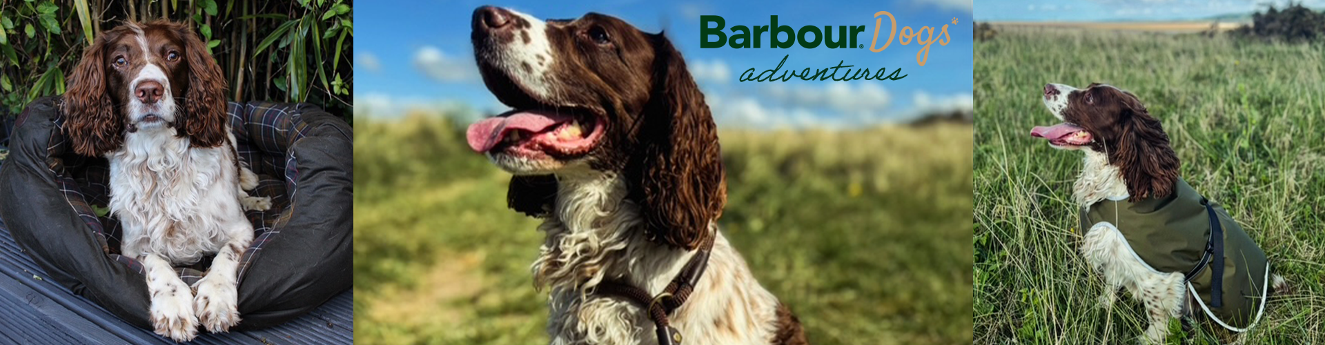 Barbour Dogs Adventures: Introducing Sarge
