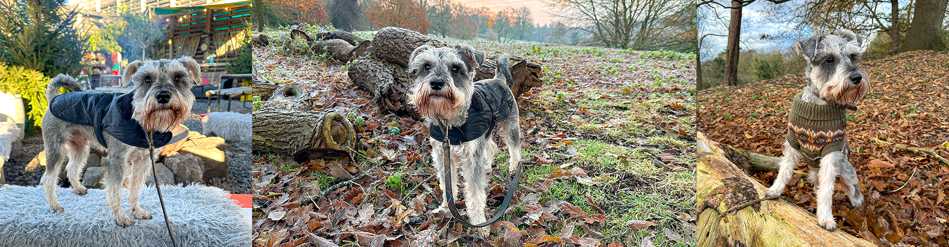 The Barbour Dogs Diaries: Meet Colin 