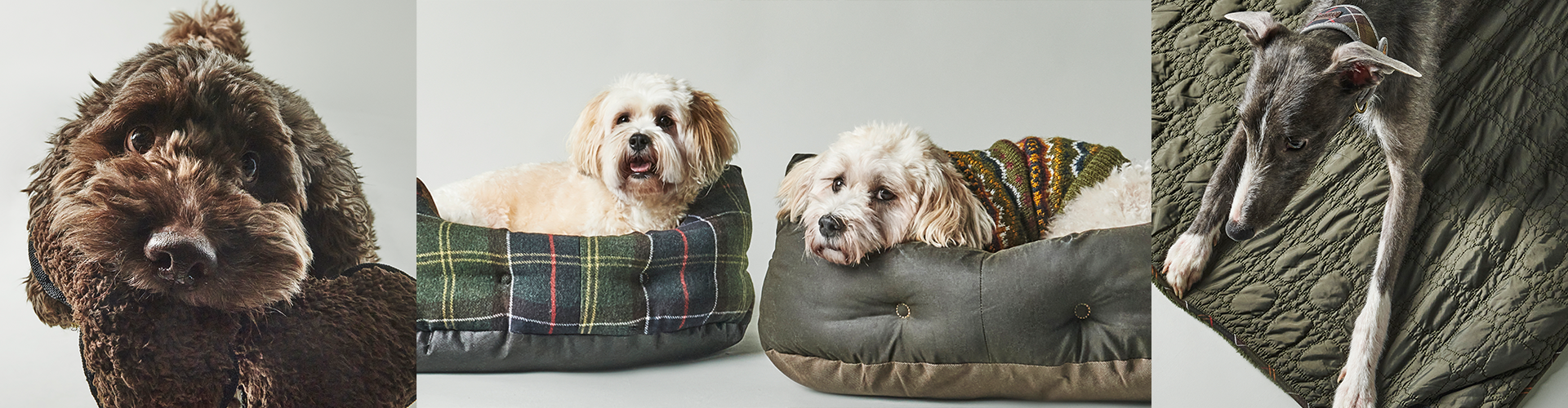 Meet the Dogs of Barbour: Our Pawsome Four-Legged Models
