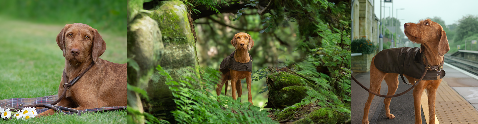 Barbour Dogs Adventures: Introducing Freya