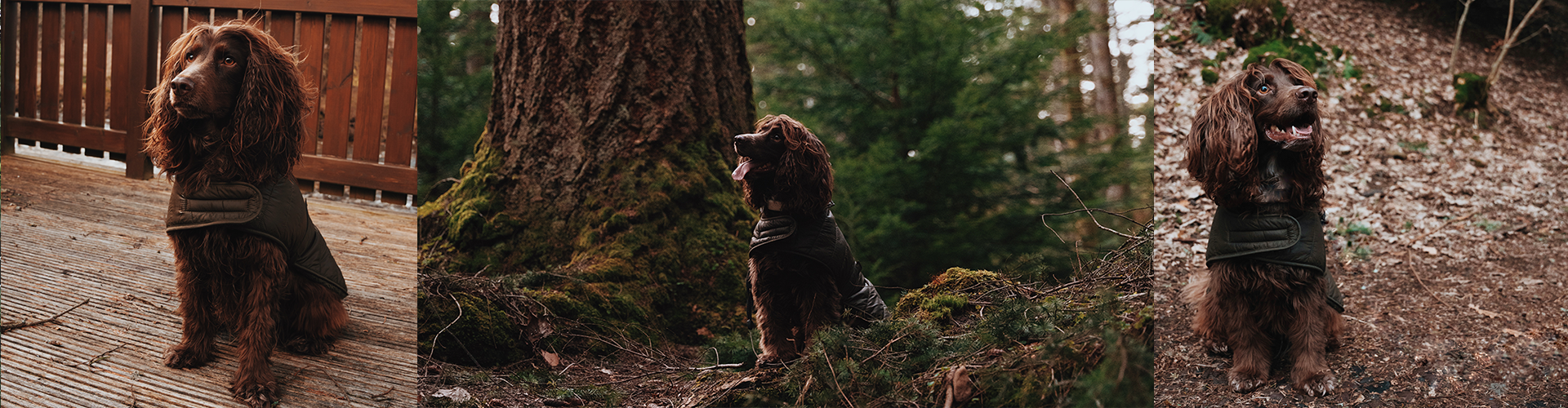 Barbour Dogs Adventures: Introducing Hunter