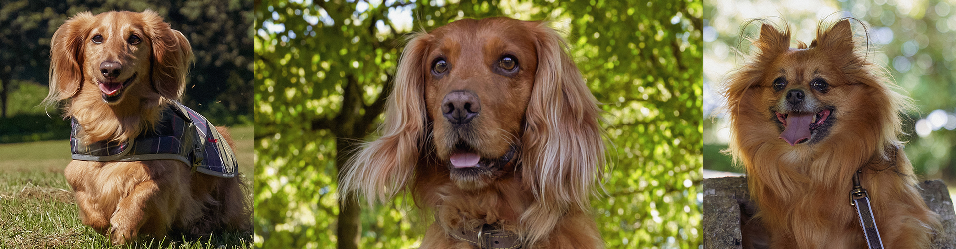 Meet the Dogs of Barbour