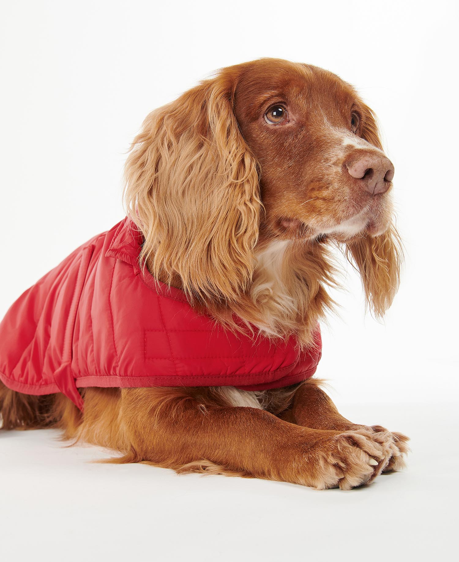 Buy the Barbour Baffle Quilt Dog Coat in Red Barbour