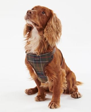 Barbour Travel And Exercise Harness