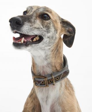 Comfort Lurcher Dog Collar