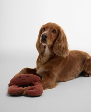 Hundespielzeug Crab