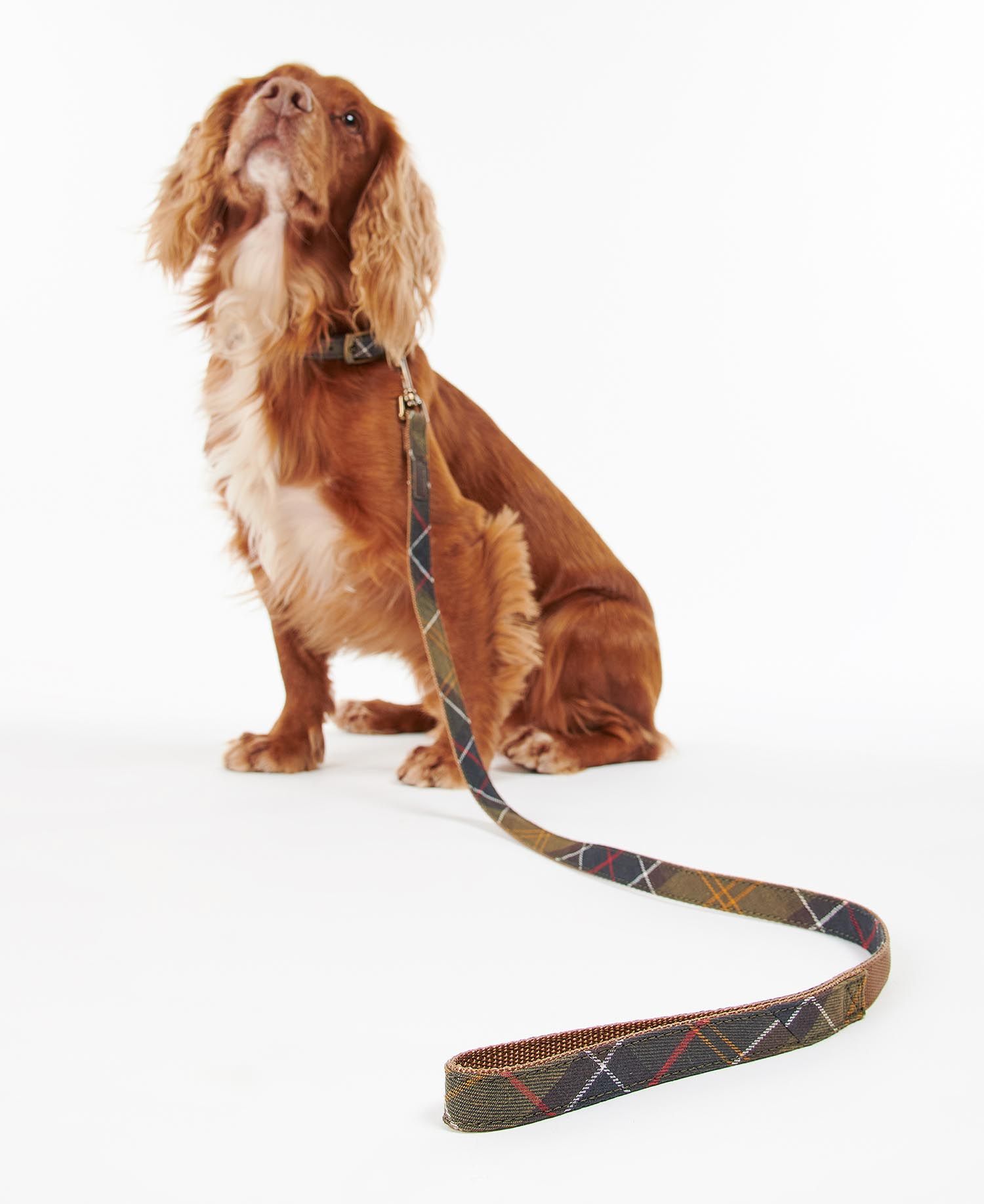 Barbour Tartan Webbing Lead in Tartan Barbour Barbour