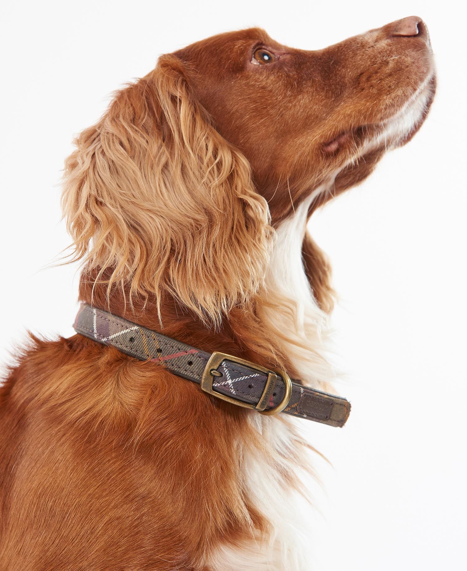 Barbour shop dog leads