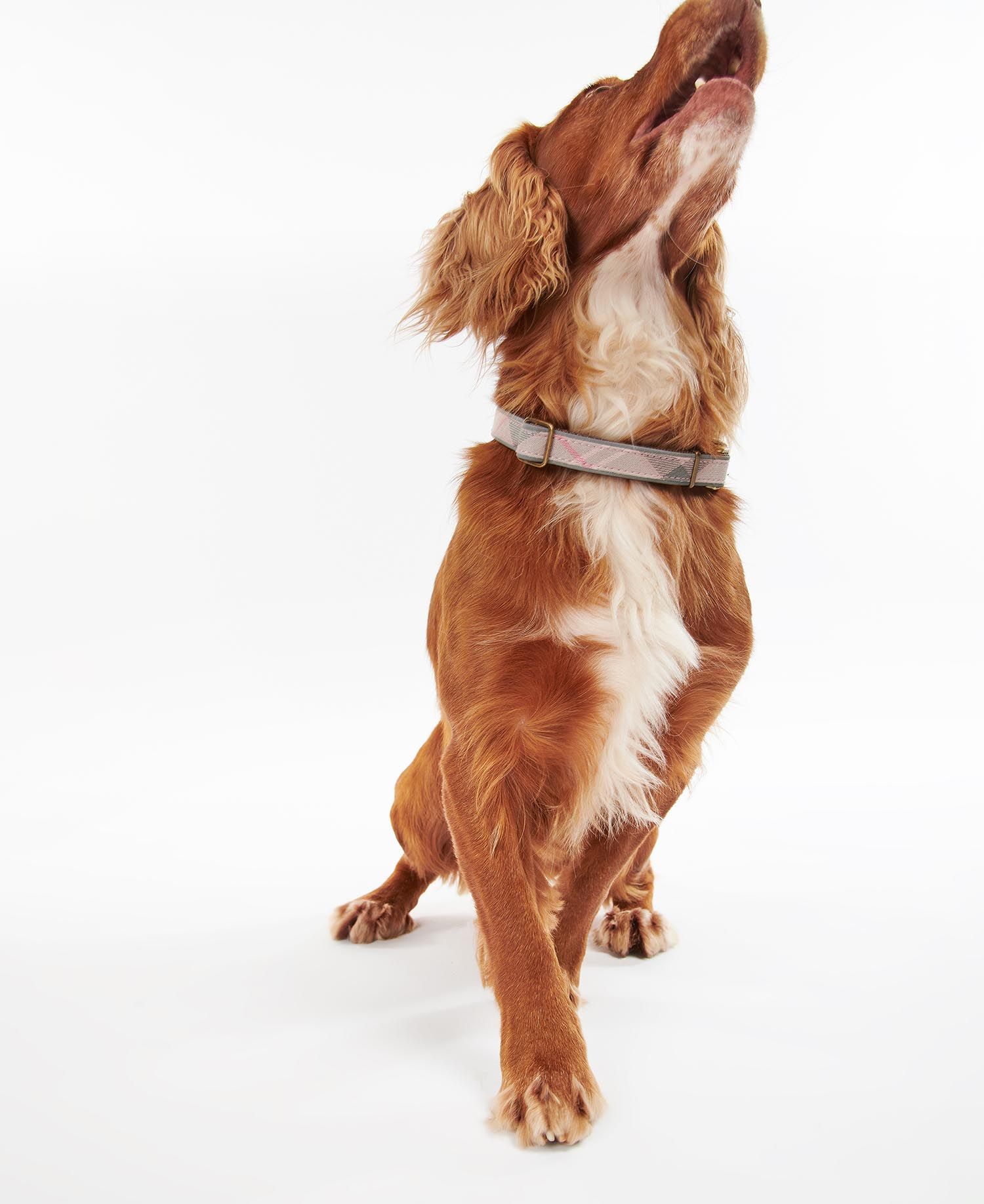 Barbour pink hot sale dog collar