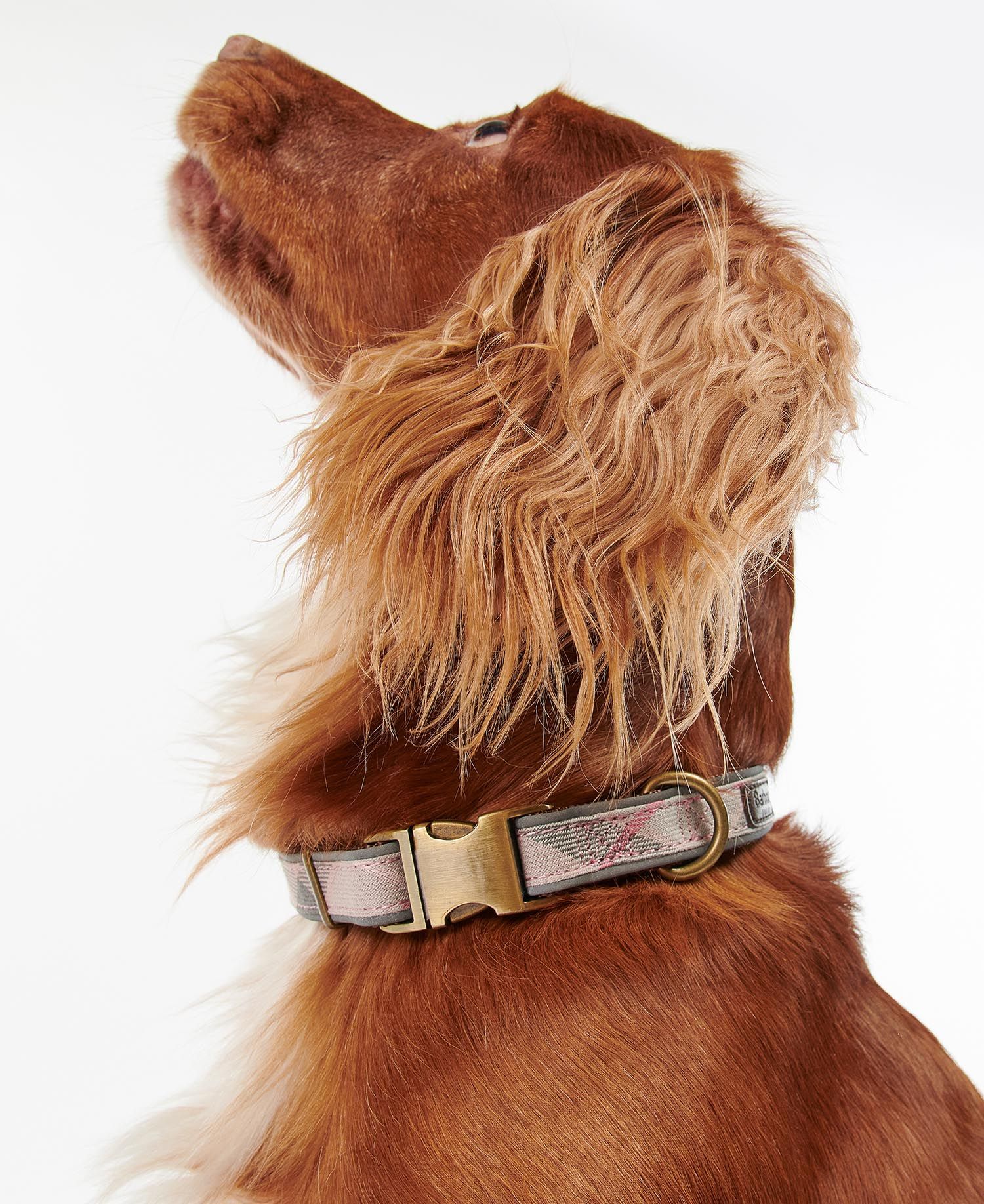 Barbour pink hot sale dog collar