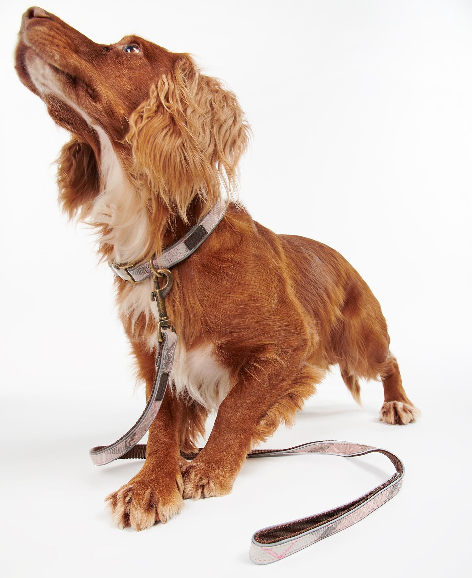 Barbour reflective shop dog collar