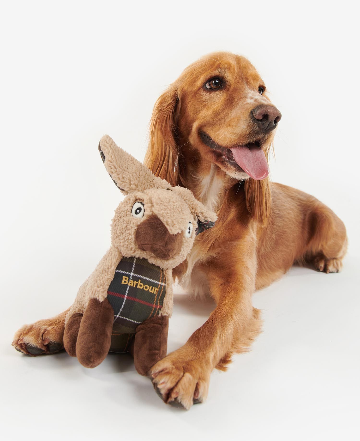Stuffed bunny on sale dog toy