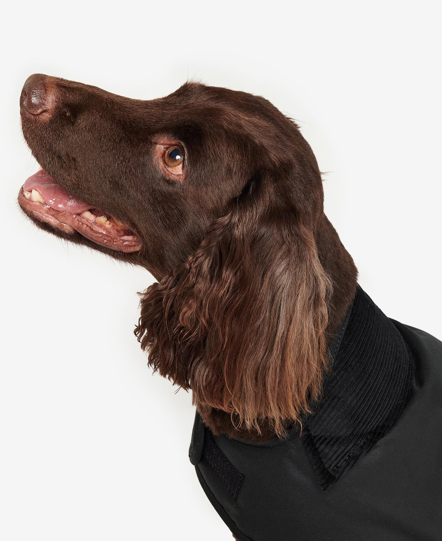 Barbour dog coat shop medium