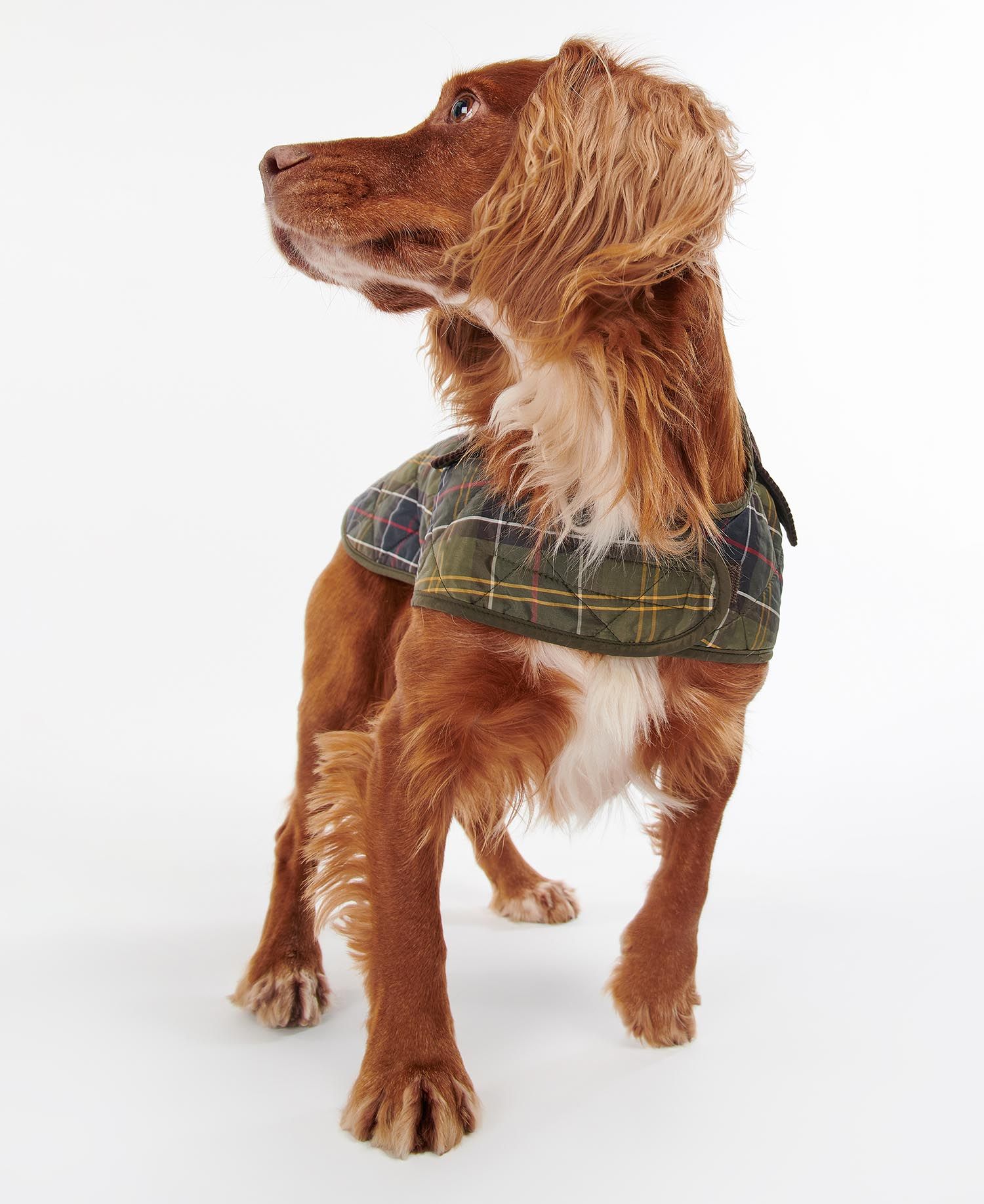 Barbour tartan discount dog coat
