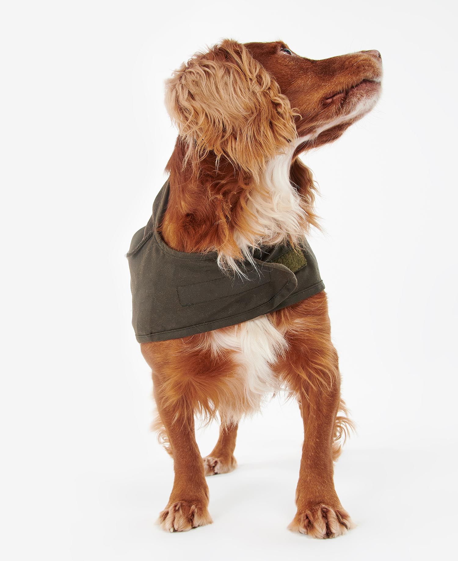 Barbour new sales wax dog coat