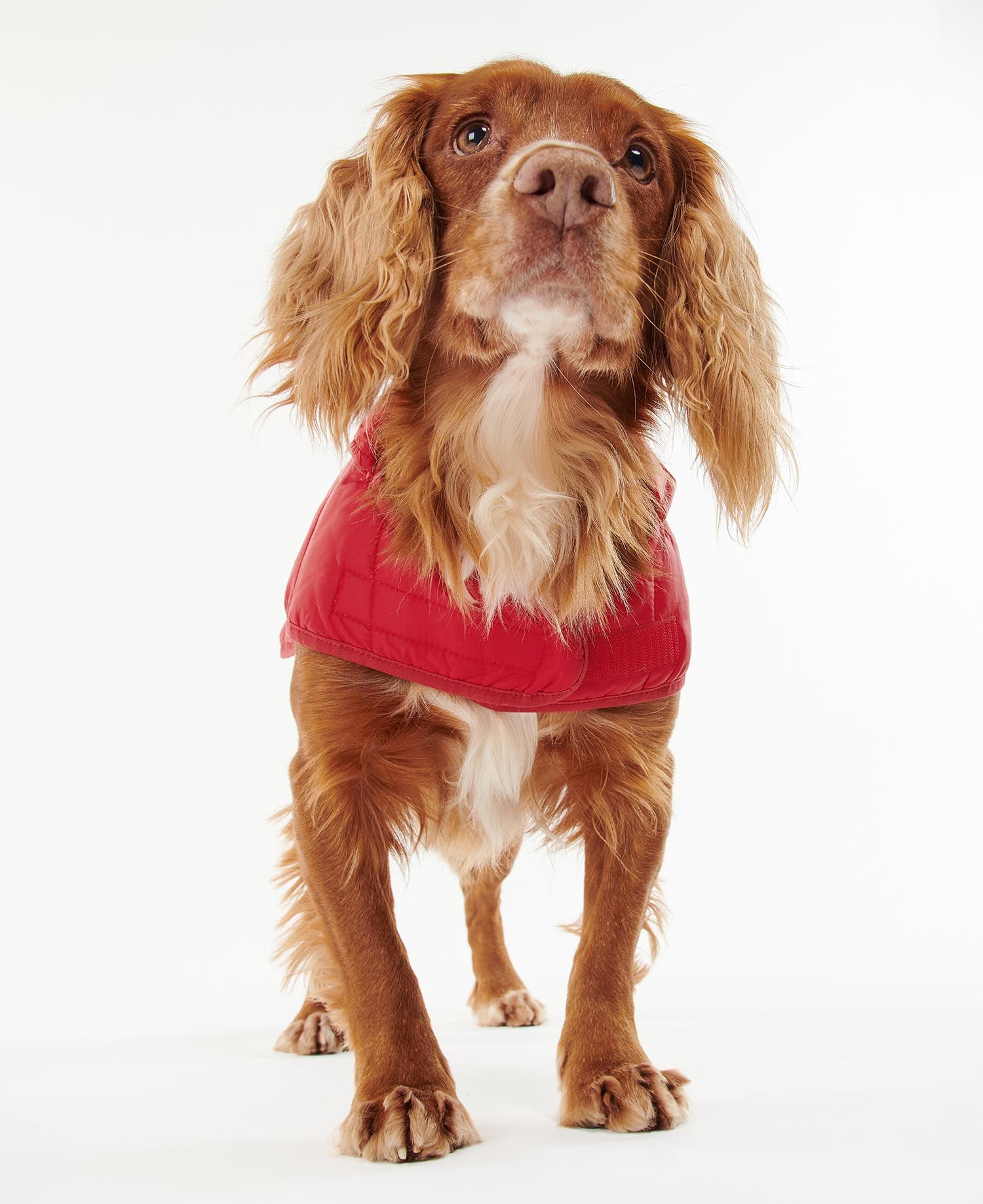 Red barbour dog coat top