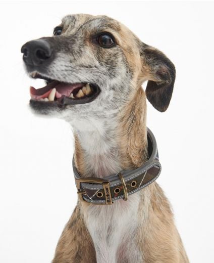 Comfort Lurcher Dog Collar