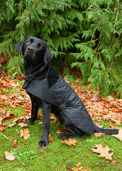 barbour quilted dog coat black