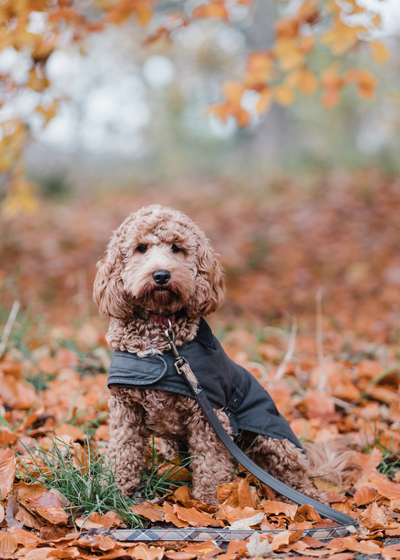 Meet Our Christmas Barbour Dogs 