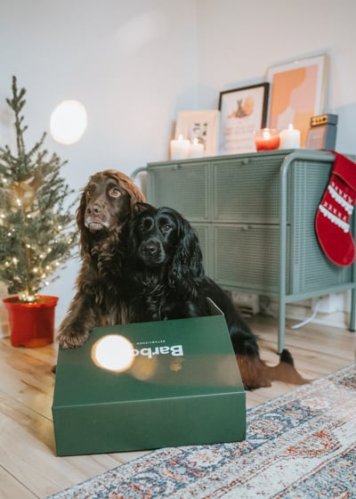 Meet Our Christmas Barbour Dogs 