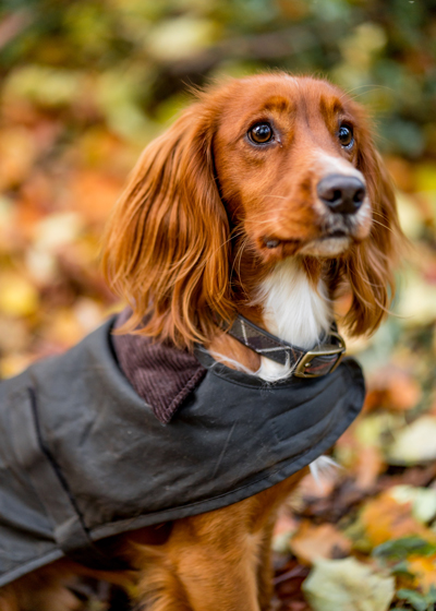 Meet Our Christmas Barbour Dogs Meet Our Christmas Barbour Dogs