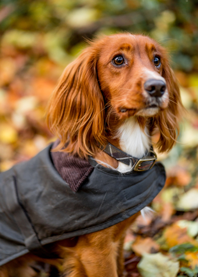 Meet Our Christmas Barbour Dogs 