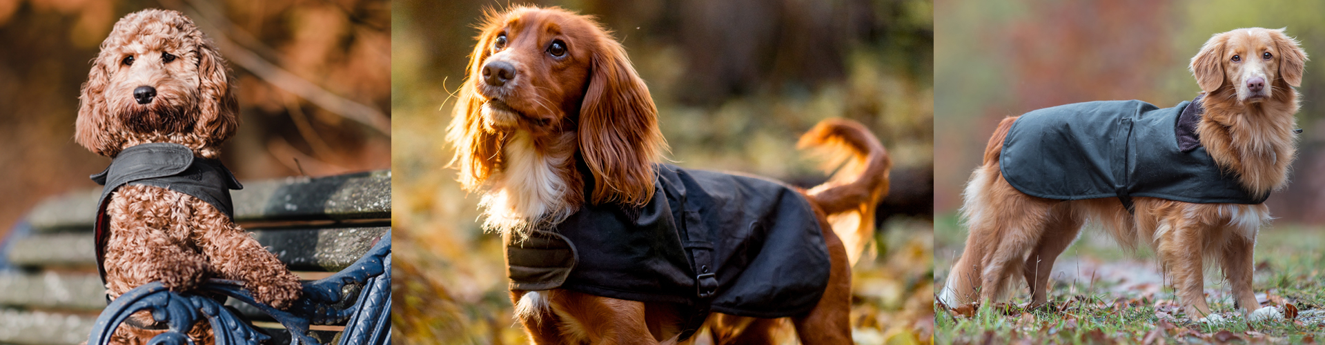 Barbour Christmas: Meet Our Christmas Barbour Dogs