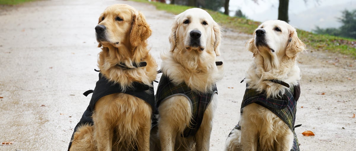 Meet Our Christmas Barbour Dogs 