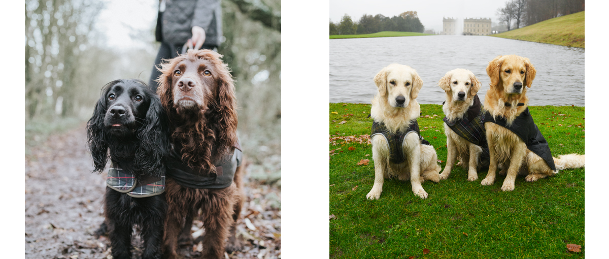 Win Your Dog a Raymond Briggs-Style Illustration Win Your Dog a Raymond Briggs-Style Illustration