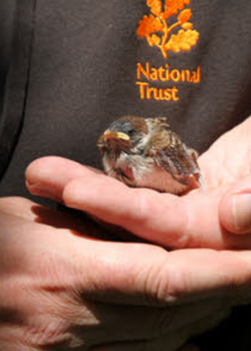 national trust ranger holding bird