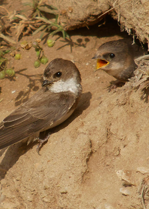 Barbour X National Trust sand martins