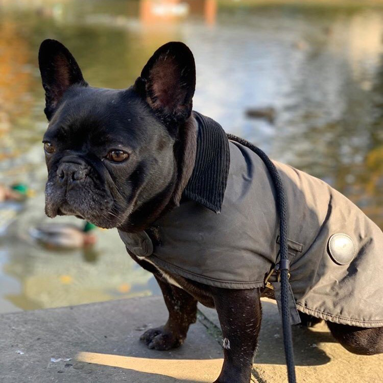barbour pet accessories