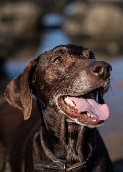 barbour reflective dog collar