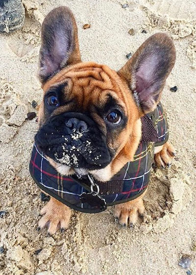 french bulldog barbour coat