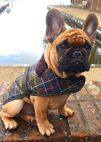 barbour dog coat french bulldog