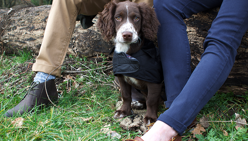 Barbour dogs 2