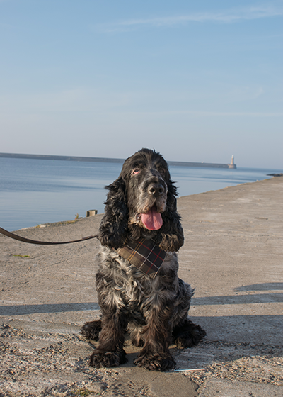 Barbour spaniel t shirt on sale