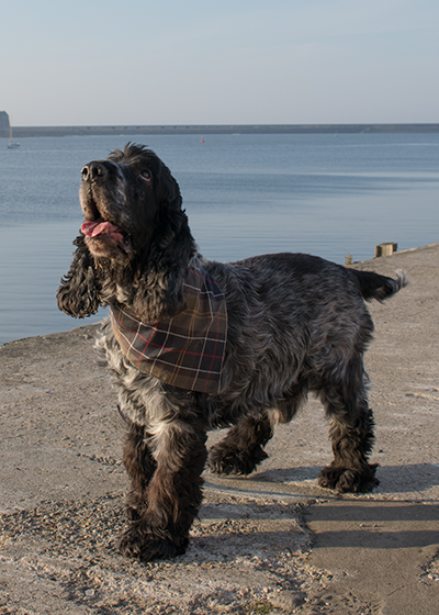 barbour barogram olive