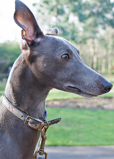 barbour whippet coat